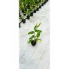 İthal Alacalı Dua Çiçeği Stromanthe Charlie 50 cm Çift Kök Canlı Bitki Ev Ofis Salon Çiçeği