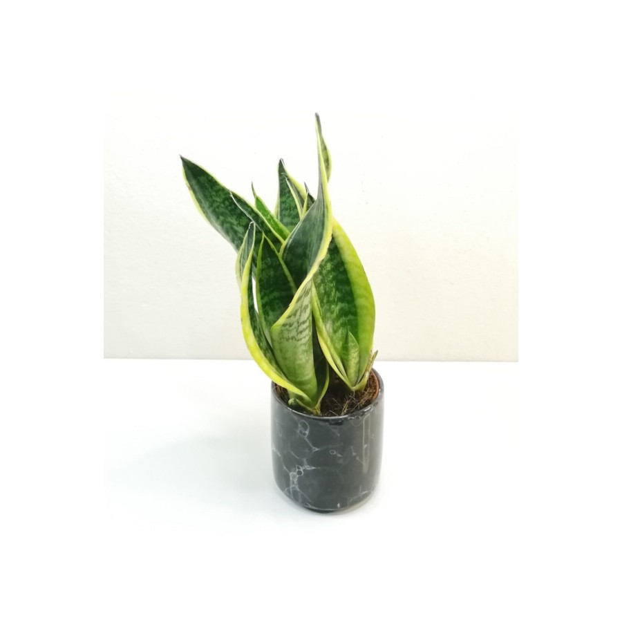 Sansevieria Trifasciata 30-40cm Siyah Saksılı Sansevieria Trifasciata 30-40cm Siyah Saksılı