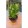 Para Ağacı Crassula Ovata