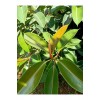 Videolu Kauçuk Bitkisi 1 Adet Saksılı/ Tüplü 60-90cm Ofis Salon Ev Iç Mekan Bitkisi Ficus Elastica