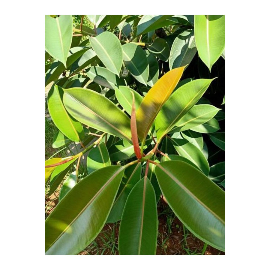 Videolu Kauçuk Bitkisi 1 Adet Saksılı/ Tüplü 60-90cm Ofis Salon Ev Iç Mekan Bitkisi Ficus Elastica