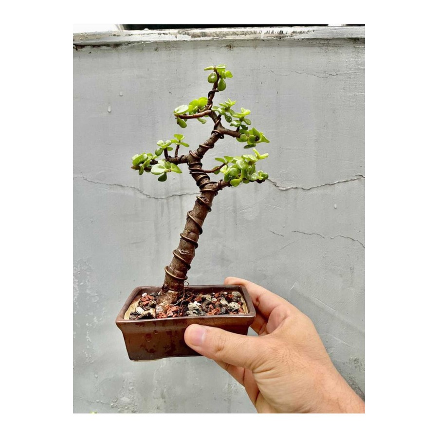 Özel saksıda para bonsai şans ağacı