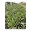 Dracena Marginata 2li 90-100cm