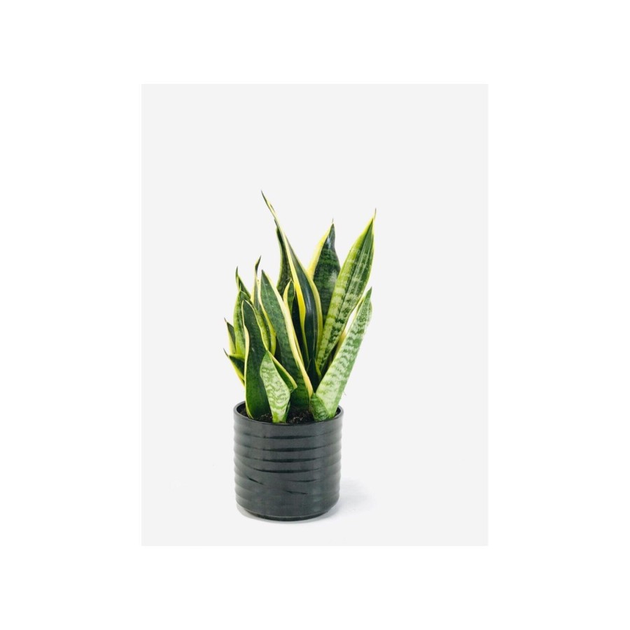Seramik Saksılı Çok Köklü Paşa Kılıcı Sansevieria Seramik Saksılı Çok Köklü Paşa Kılıcı Sansevieria