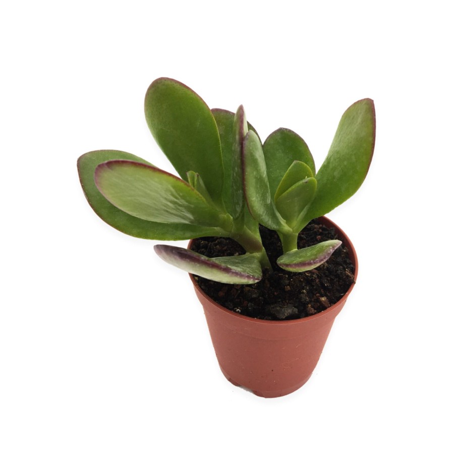 Crassula Ovata Para Ağacı Geniş Yapraklı Tür 5,5 cm Saksıda