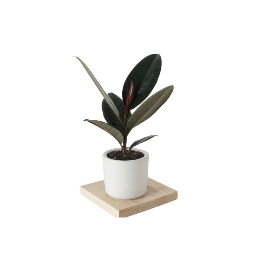 Ficus Elastica Kauçuk Bitkisi Ficus Elastica Kauçuk Bitkisi