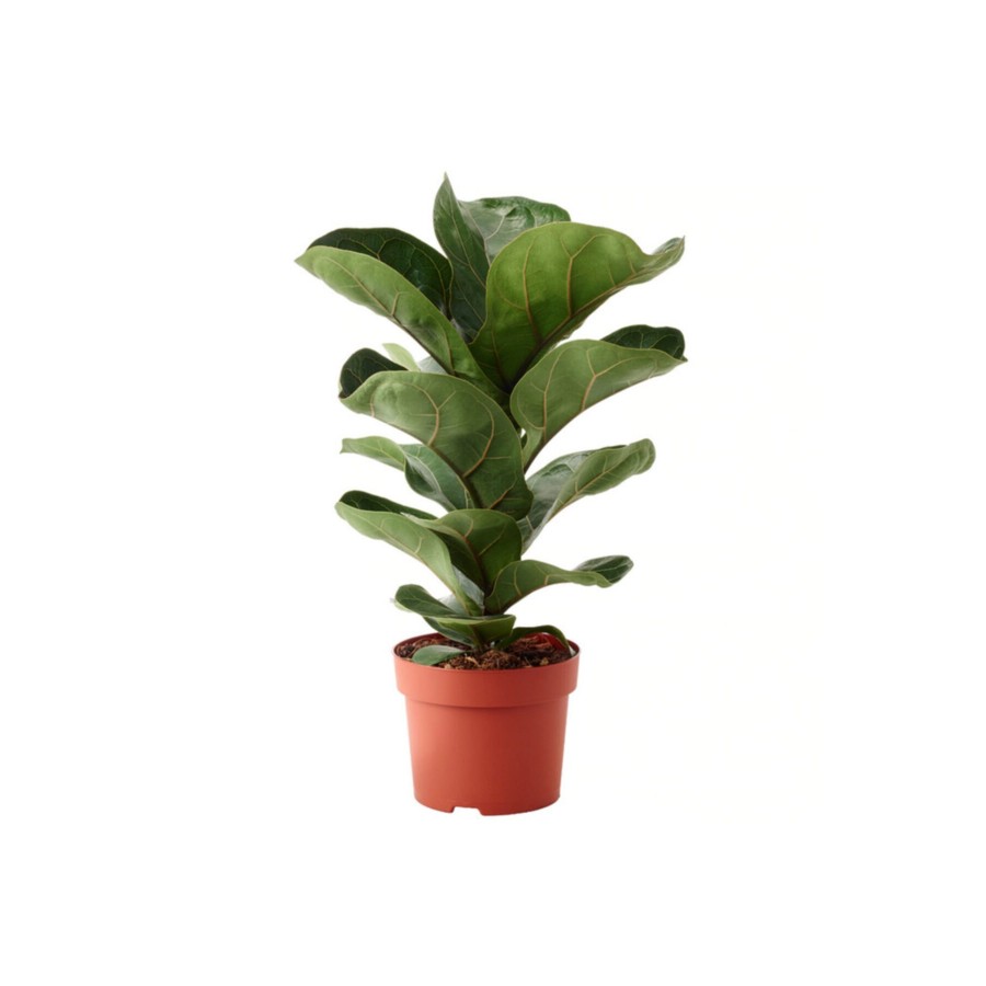 Ficus Lyrata Bambino Keman Yapraklı Kauçuk Bitkisi