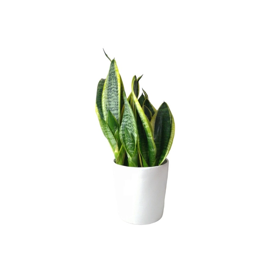 Sansevieria Trifasciata Midi Beyaz Saksılı Trifasciata Sansevieria Trifasciata Midi Beyaz Saksılı Trifasciata