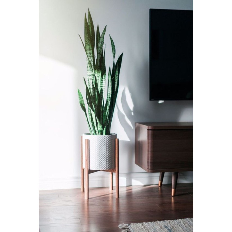 Sansevieria Paşa Kılıcı Bitki 80 cm Sansevieria Paşa Kılıcı Bitki 80 cm