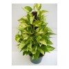 Potos Sarmaşığı 60 Cm Yosunlu Sopaya Sarılmış Ev Bitkisi Salon Bitkisi Ofis Bitkisi Potos Sarmaşığı 60 Cm Yosunlu Sopaya Sarılmış Ev Bitkisi Salon Bitkisi Ofis Bitkisi