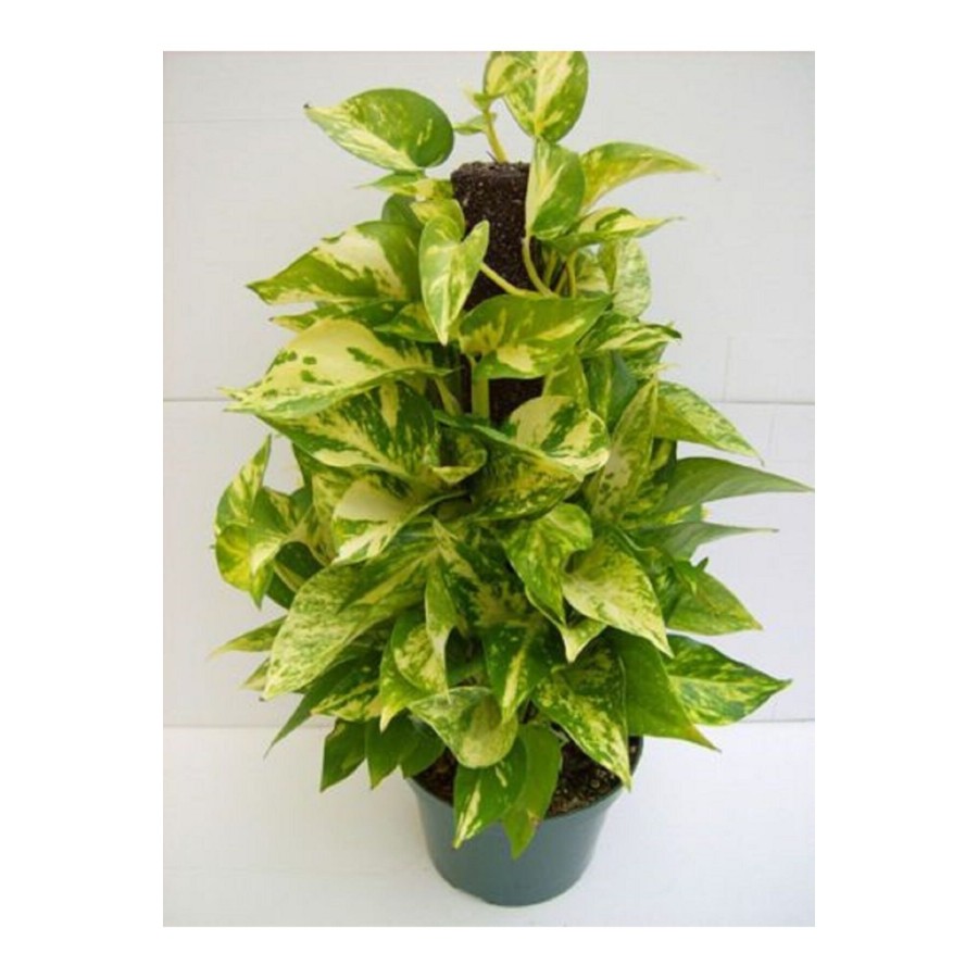 Potos Sarmaşığı 60 Cm Yosunlu Sopaya Sarılmış Ev Bitkisi Salon Bitkisi Ofis Bitkisi Potos Sarmaşığı 60 Cm Yosunlu Sopaya Sarılmış Ev Bitkisi Salon Bitkisi Ofis Bitkisi