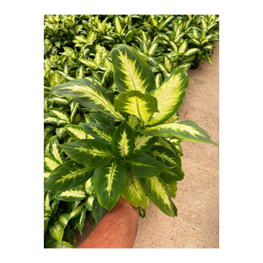 Difenbahya Camilla (Dieffenbachia seguine ‘Camille’)