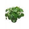 Pilea Çin Para Ağacı Büyük Boy