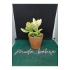 Para Ağacı (sarı) Crassula Ovata