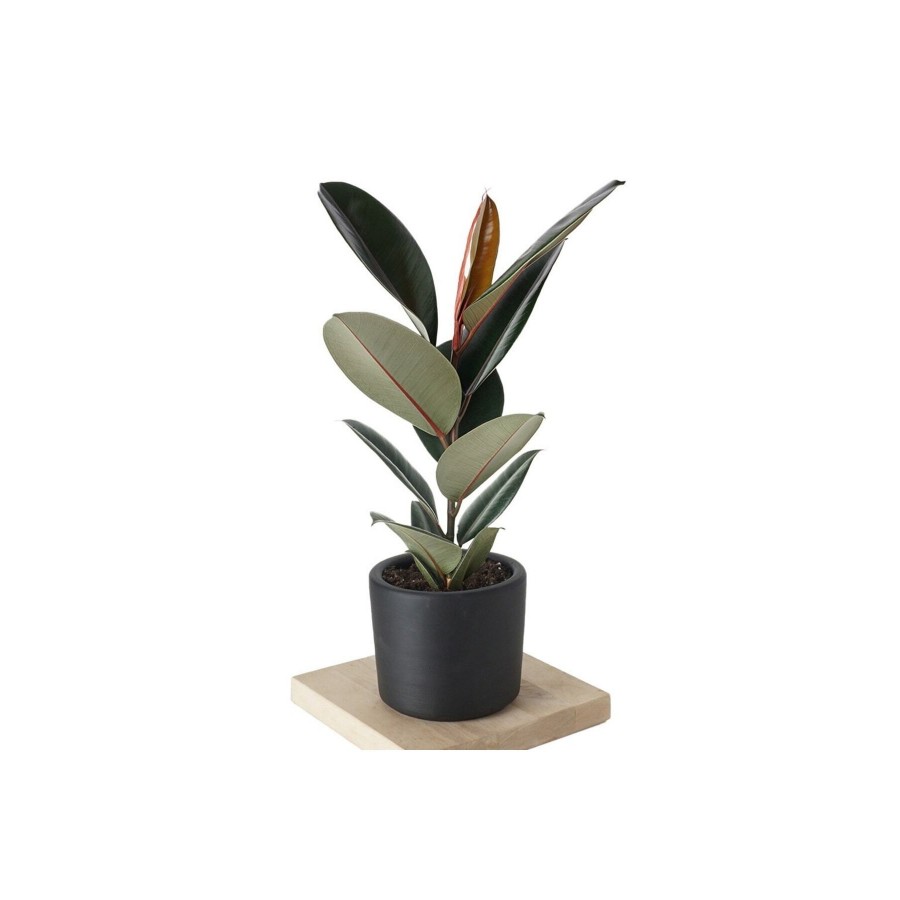 Ficus Elastica Kauçuk Ağacı Dekoratif Saksıda Ficus Elastica Kauçuk Ağacı Dekoratif Saksıda