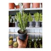 Opuntia Subulata Kaktüs Büyük Boy 10,5cm Saksıda