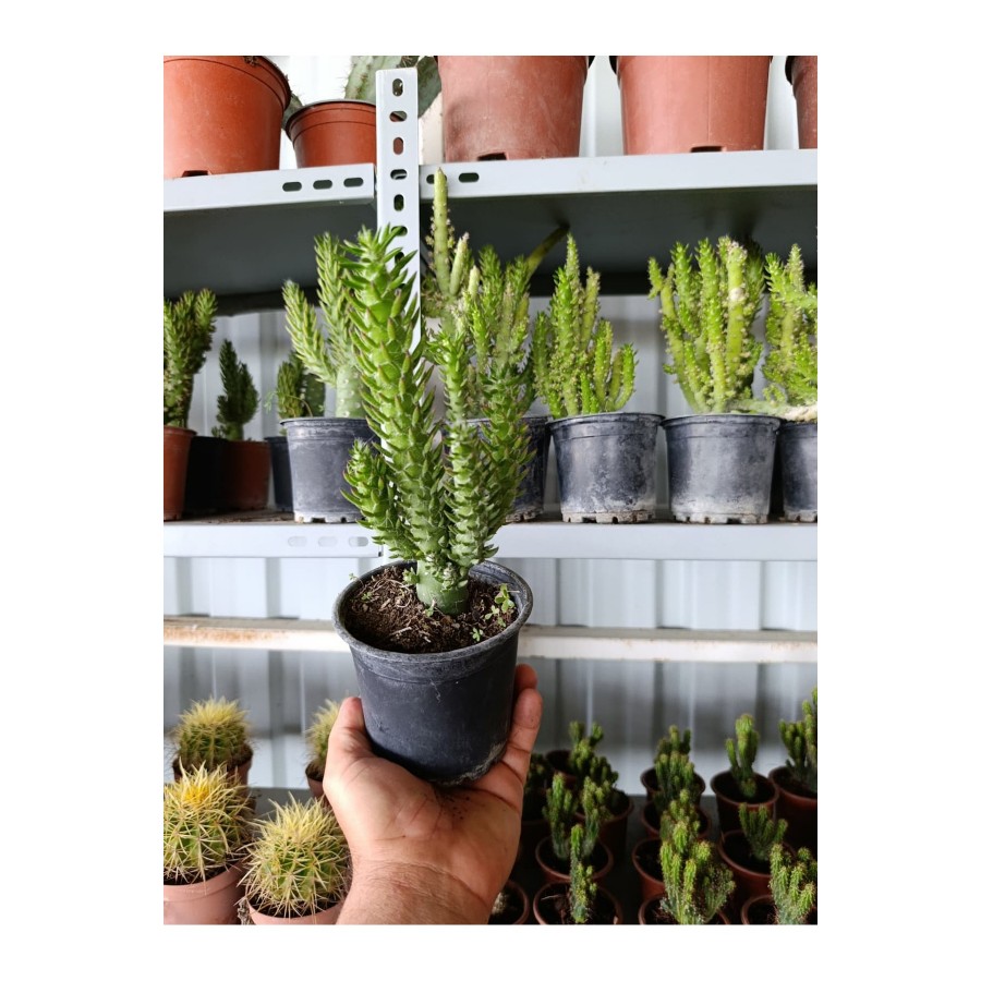 Opuntia Subulata Kaktüs Büyük Boy 10,5cm Saksıda