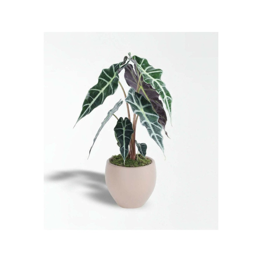 Alocasia Polly - Fil Kulağı Bitkisi