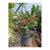 Dikenler Tacı (euphorbia Milli)
