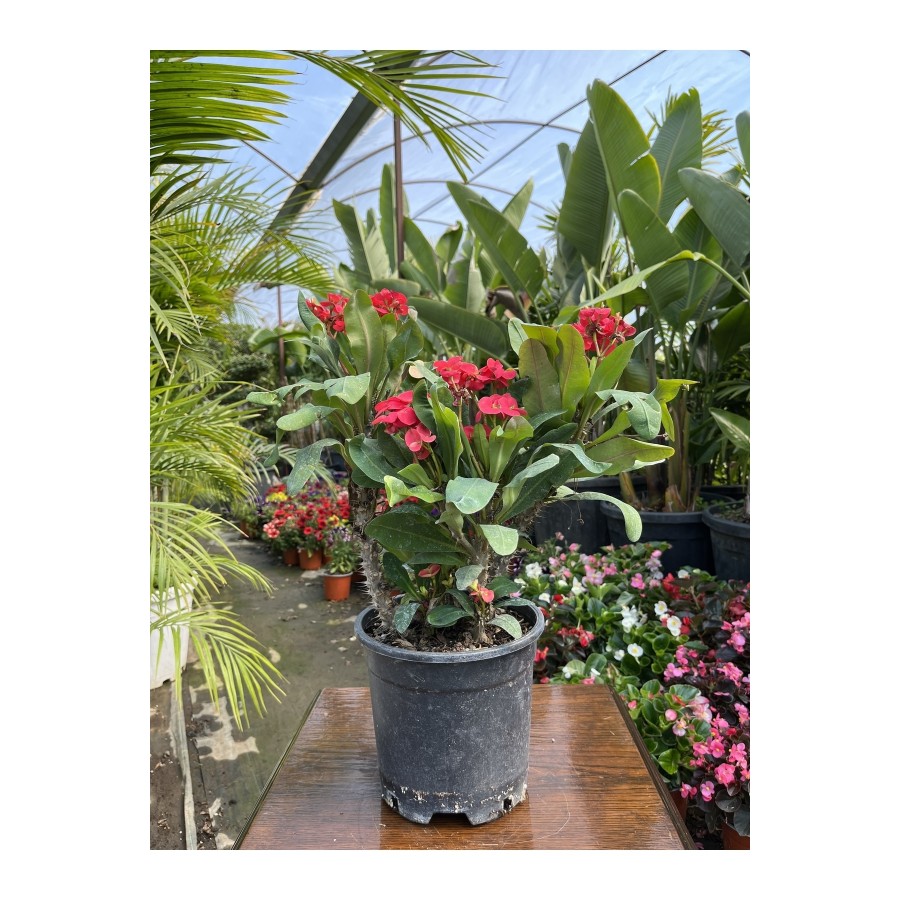 Dikenler Tacı (euphorbia Milli)