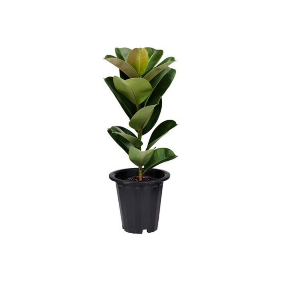 Kauçuk Bitkisi Saksılı 40-50 Cm Kauçuk Bitkisi Saksılı 40-50 Cm