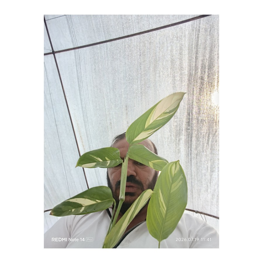 İthal Alacalı Dua Çiçeği Stromanthe Charlie 50 cm Çift Kök Canlı Bitki Ev Ofis Salon Çiçeği