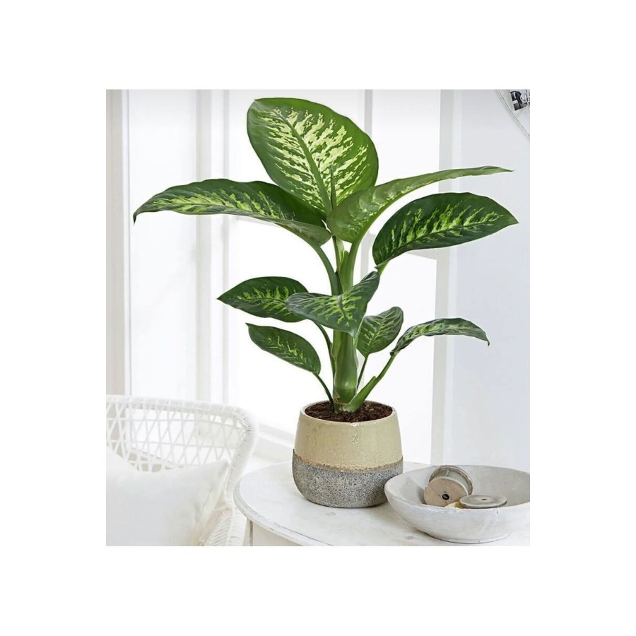 Dieffenbachia - Difenbahya Tropic Snom 35 50 Cm Boyunda Üretim Saksısında