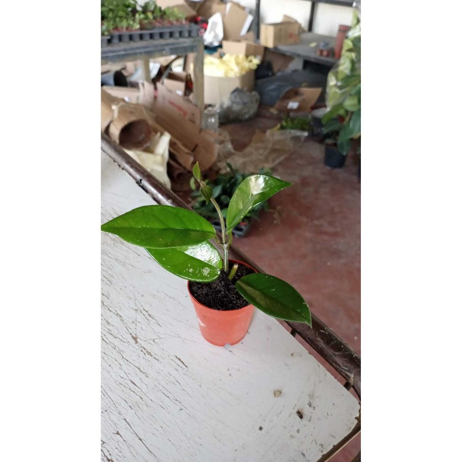 Şeftali Pembesi Yıldız Mum Çiçeği - Hoya Pubicalyx 'Pink Silver' Şeftali Pembesi Yıldız Mum Çiçeği - Hoya Pubicalyx 'Pink Silver'