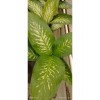 Difenbahya Bitkisi (DİEFFENBACHİA TROPİC SNOW) Ağlayan Çiçek 60-80cm, Çiçek Evreni, Salon Bitkisi