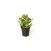 Crassula Ovata Sukulent Minima Jade Plant Para Ağacı 5,5 Cm Saksıda
