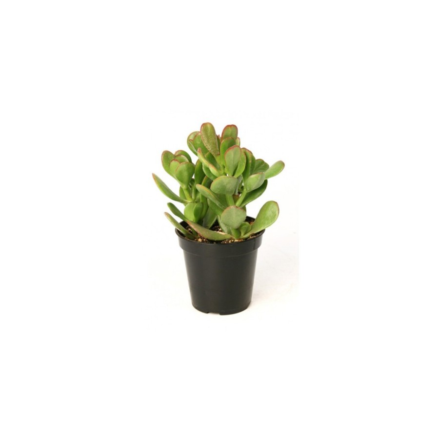 Crassula Ovata Sukulent Minima Jade Plant Para Ağacı 5,5 Cm Saksıda