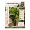 Dieffenbachia (Difenbahya) Canlı Salon Bitkisi – Büyük Yapraklı Dekoratif İç Mekan Bitkisi Dieffenbachia (Difenbahya) Canlı Salon Bitkisi – Büyük Yapraklı Dekoratif İç Mekan Bitkisi