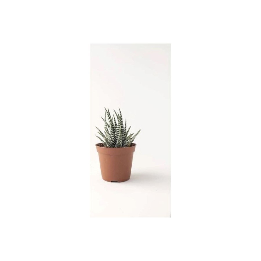 Haworthia Zebra Haworthia Zebra