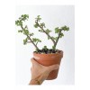 Portulacaria Afra Para Bitkisi