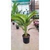???? Difembahya Salon Bitkisi 70-90 cm – Canlı, Hava Temizleyici, Dekoratif Ev Bitkisi ????