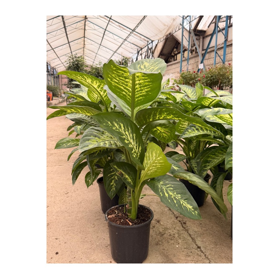 Dieffenbachia (Difenbahya) Canlı Salon Bitkisi – Büyük Yapraklı Dekoratif İç Mekan Bitkisi Dieffenbachia (Difenbahya) Canlı Salon Bitkisi – Büyük Yapraklı Dekoratif İç Mekan Bitkisi