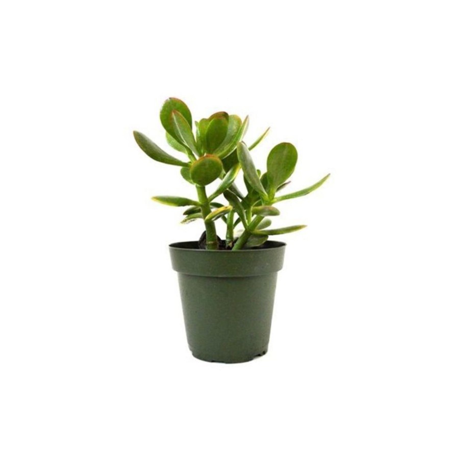 Para Çiçeği 8.5 cm Saksıda Crassula Ovata 10-20 cm