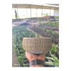 Altın desen beton bonsai aranjman ve Orkide saksısı Altın desen beton bonsai aranjman ve Orkide saksısı