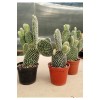Beyaz Tavşan Kulağı Kaktüs Büyük Boy - Opuntia Kaktüs 8.5 cm Saksı Beyaz Tavşan Kulağı Kaktüs Büyük Boy - Opuntia Kaktüs 8.5 cm Saksı