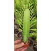 Euphorbia Ingens ( Yeşil Süt Kaktüs ) ( ( 5.5 Cm Saksıda ) Boy 25 Cm Dolgunve Formlu