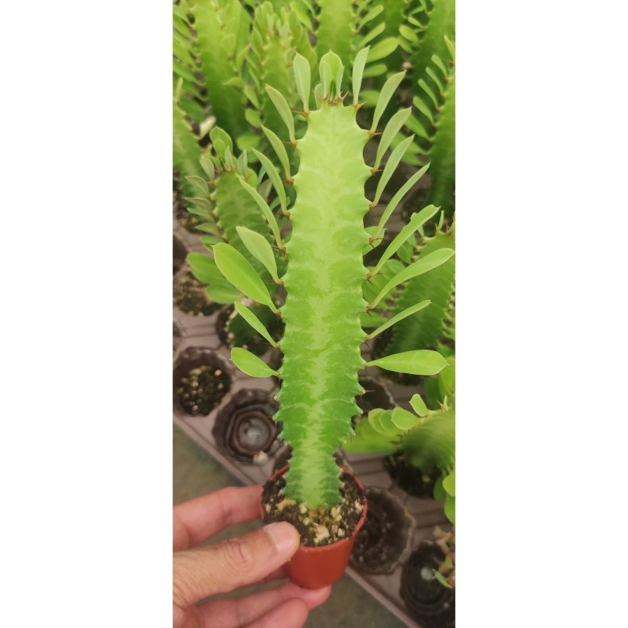Euphorbia Ingens ( Yeşil Süt Kaktüs ) ( ( 5.5 Cm Saksıda ) Boy 25 Cm Dolgunve Formlu