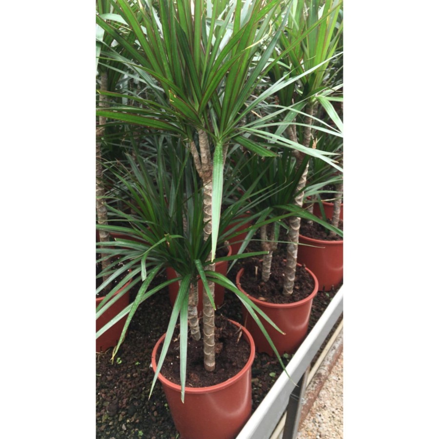 Dracaena Margınata 2 Gövdeli 60-80 cm Boy Dracaena Margınata 2 Gövdeli 60-80 cm Boy