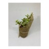 Portulacaria Afra Variegata Sukulent