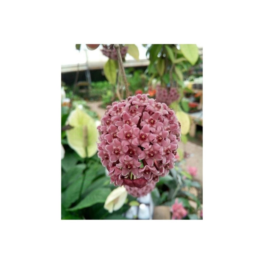 Pudra Renkli Mum Çiçeği Fidanı 10-20 cm