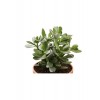 Sukulent Para Ağacı Şans Ağacı Crassula Ovata 10-20 cm