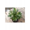 Crassula Ovata Minima 13 Cm Saksılı Mini Para Ağacı Sukulent Crassula Ovata Minima 13 Cm Saksılı Mini Para Ağacı Sukulent