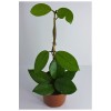 Pudra Renkli Mum Çiçeği Fidanı 10-20 cm