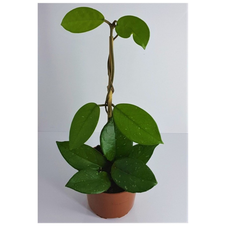 Pudra Renkli Mum Çiçeği Fidanı 10-20 cm