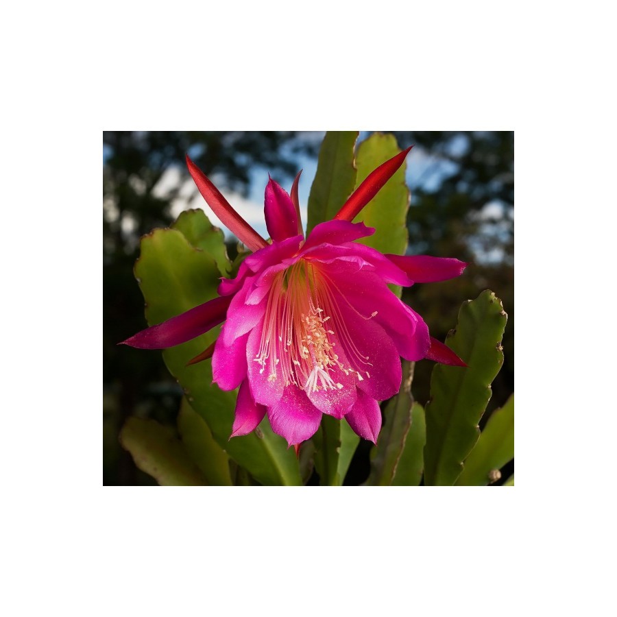 Epiphyllum Ackermanii - Atlas Çiçeği - Kırmızı Çiçek Açan Kaktüs 2 Adet