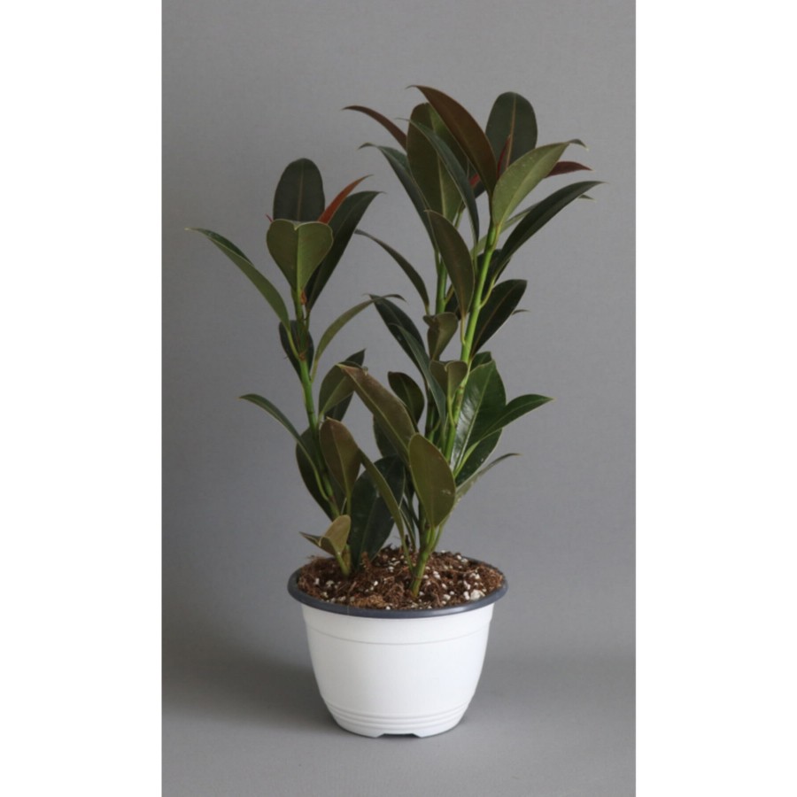 Ficus Elastica Melany 3 Gövdeli Kauçuk Bitkisi Ficus Elastica Melany 3 Gövdeli Kauçuk Bitkisi